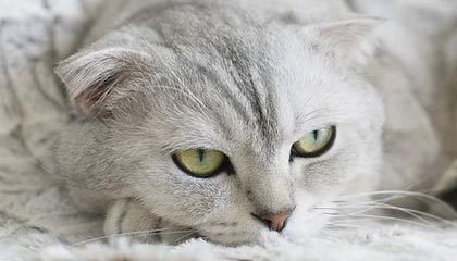 C7娱乐中国|网球赛事v9.7.2